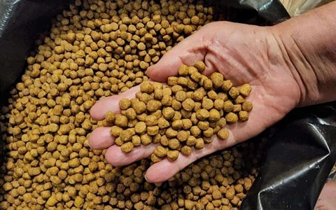 تصویر 1 از قیمت خرید غذای خشک ماهی گوشتخوار + فروش ویژه